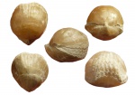 Меловая брахиопода Cyclothyris