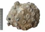 Tremabolites megastoma( Roemer,1841)