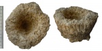 Cephalites capitatus(Smith)