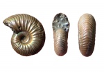 Аммонит Vertumniceras angulatum