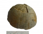 Echinocorys vulgaris Leske