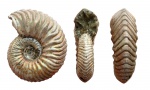 Vertumniceras