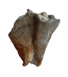 Napaeana striatopunctata ( Sinz.)
