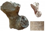 Колония Leptophragma