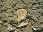 Amphidonta conica