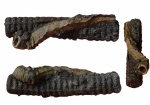 Propomatoceros lumbricalis на Pentacrinus-е