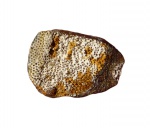 Edaphodon sp.
