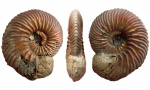 Vertumniceras mariae с жилой камерой