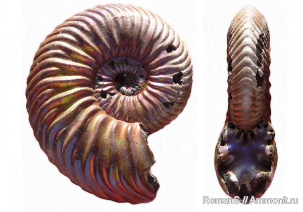 аммониты, юра, Дубки, Vertumniceras, Саратовская область, Ammonites, Vertumniceras mariae, Jurassic