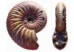Vertumniceras mariae