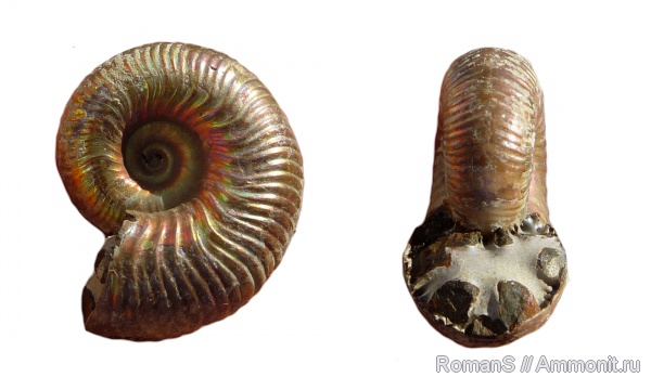 аммониты, юра, келловей, Дубки, Eboraciceras, Саратовская область, Cardioceratidae, Ammonites, Eboraciceras rybinskianum, Callovian, Jurassic, Middle Jurassic