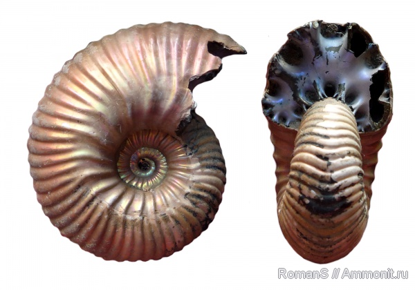 аммониты, юра, Дубки, Eboraciceras, Саратовская область, Cardioceratidae, Ammonites, Eboraciceras rybinskianum, Jurassic