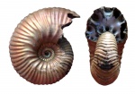 Eboraciceras rybinskianum