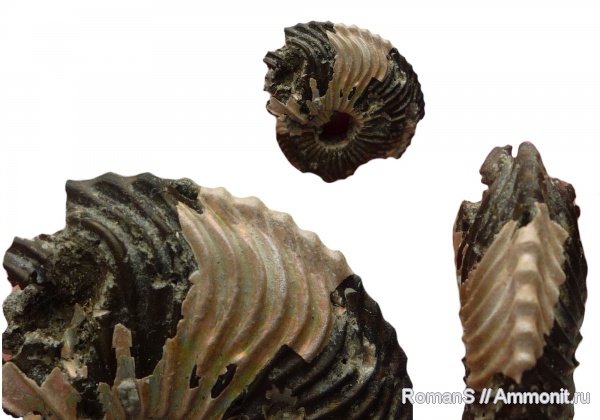 аммониты, юра, Cardioceras, Дубки, Cardioceras cordatum, Саратовская область, Cardioceratidae, Ammonites, Jurassic
