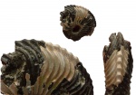 Cardioceras cordatum