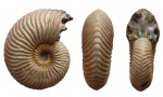Vertumniceras