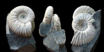 Acanthohoplites