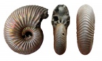 Quenstedtoceras henrici