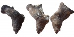 Craticularia sp