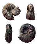 Cardioceras sp.