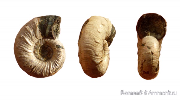 аммониты, Mirosphinctes, Дубки, Саратовская область, Ammonites, Aspidoceratidae, parabolae
