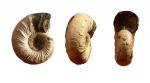 Mirosphinctes