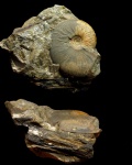 Leioceras