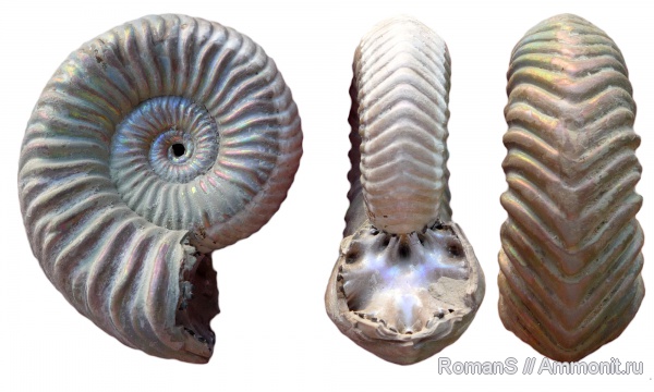 аммониты, юра, келловей, Дубки, Vertumniceras, Саратовская область, Cardioceratidae, Ammonites, Vertumniceras trapezoidalis, Quenstedtoceratinae, Callovian, Jurassic, Middle Jurassic