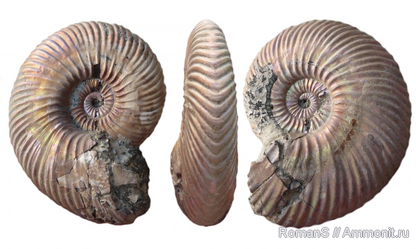 аммониты, юра, макроконхи, Quenstedtoceras, Quenstedtoceras lamberti, Дубки, Саратовская область, Cardioceratidae, Ammonites, Quenstedtoceratinae, Macroconchs, Jurassic