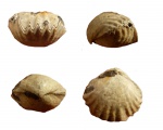 Rhynchonellida