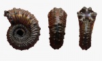 Kosmoceras
