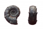 Euaspidoceras