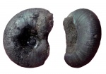 Craspedites fragilis