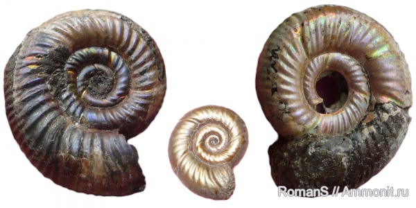 аммониты, юра, Дубки, Perisphinctidae, Саратовская область, Alligaticeras, Ammonites, Jurassic