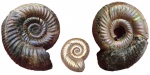Alligaticeras