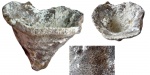 Sporadoscinia venosa (Roemer,1841)