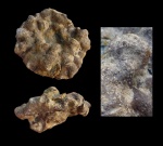 Marshallia sp.