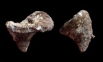 Napaeana
