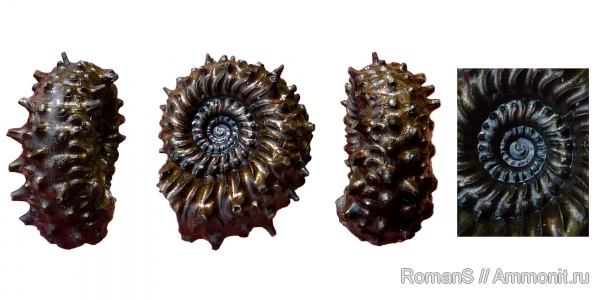 аммониты, юра, келловей, Дубки, Kosmoceratidae, Саратовская область, Ammonites, Mojarowskia mojarowskii, шипы, аммонителла, Mojarowskia, Callovian, Jurassic, Middle Jurassic