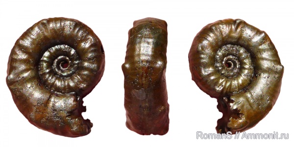 аммониты, юра, Euaspidoceras, келловей, Дубки, Саратовская область, Ammonites, Aspidoceratidae, Aspidoceratinae, Callovian, Jurassic, Middle Jurassic