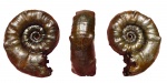 Аммонит Euaspidoceras