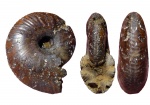 Rondiceras