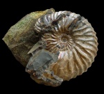 Deshayesites sp.