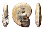 Aconeceras