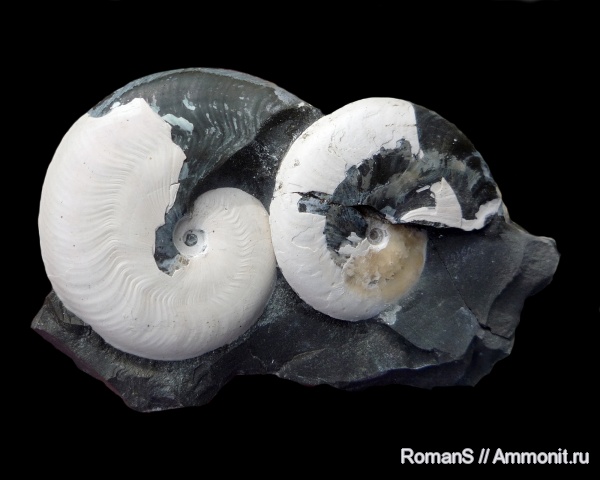 аммониты, мел, апт, Aconeceras, Aconeceras trautscholdi, устье, Саратовская область, Ammonites, Aconeceratidae, Aptian, Cretaceous