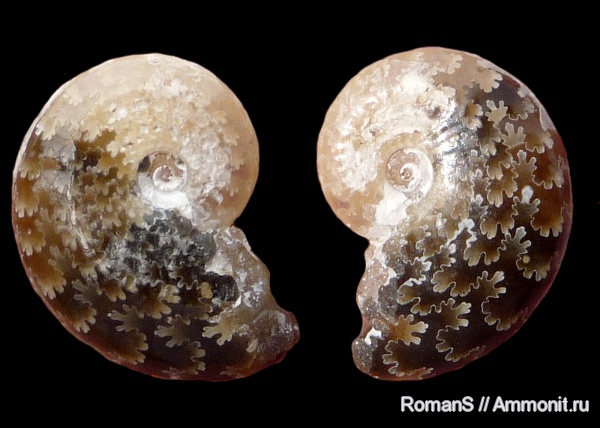 аммониты, мел, апт, Aconeceras, Aconeceras trautscholdi, Саратовская область, Ammonites, лопастные линии, Aconeceratidae, Aptian, Cretaceous