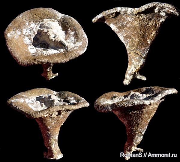 мел, губки, Саратовская область, сантон, Napaeana, Napaeana striata, Santonian, Cretaceous