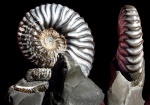 Volgoceratoides и  Deshayesites