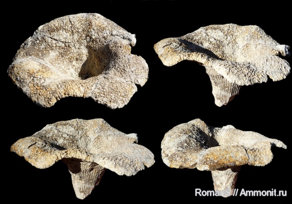 мел, губки, Саратовская область, Ventriculites, Ventriculites cribrosus, Cretaceous