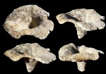 Ventriculites cribrosus